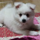 소소아지 이미지