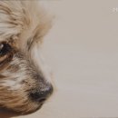 더펫동물병원 - 서구 서대구로 361 | 더펫동물병원