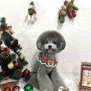 퍼피포유 이미지