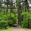 축령산편백나라 이미지