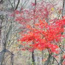 오렌지정원 | 경남 고성 가볼만한곳 만추를 즐긴 그레이스 정원 후기