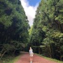 한라산둘레길 사려니숲길 | 제주도 가을여행 :산책하기 좋은 사려니숲길(한라산 둘레길 7구간)