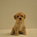 유올펫 강아지고양이 청주점 이미지