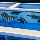 코리아회집 이미지