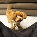 트리밍807 이미지