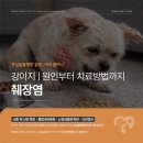 심동물병원