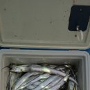 칼치랑고등어랑 이미지