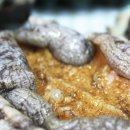 순돌이네 식품 이미지