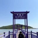 1004섬 박지도 민박 | 신안 퍼플섬 반월도 박지도 안좌도를 잇는 보라보라 퍼플교 다리 무료 입장료 산책팁