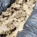 삼일농장 | 비온 뒤 주말농장이란? - 신발 조심하세요, 저는 이미 당했습니다