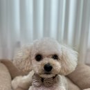 지나펫살롱 이미지