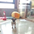 ZOO동물병원 이미지