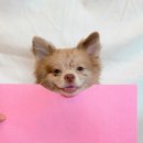 하이뭉치 유치원 이미지