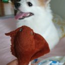 (주)포파코 | 강아지쇼핑몰 폴리파크, 여러가지 아이템 소개할게요