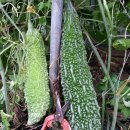 여주-0749 이미지