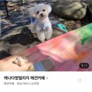 캐나다 멍 빌리지 이미지