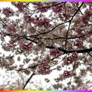 언양 작천정 벚꽃 과 작괘천 풍경 이미지
