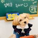 햅번독 네이버블로그