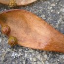 약나무마실 이미지