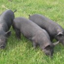 제주흑돼지 이미지