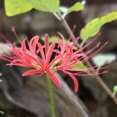 마이산 꽃 펜션 이미지