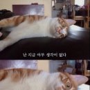 현대제일 네이버블로그