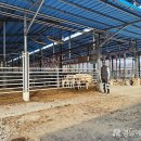 청결농장 이미지