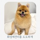 도도하개 | 화성애견미용 추천 화성 도도하개에서 포메 미용후기