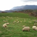 정경목장 이미지