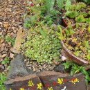 정희네 들꽃이야기 이미지