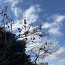 민속그린식당 | 2] :: 백한철꽈배기식빵, 두도레스토랑, 오설록티뮤지엄, 한림민속오일시장, 항구식당, 마노커피하우스