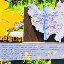 말하는 은행나무 이미지