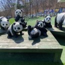 카페판다인천 | [인천] 🐼 빵판다 카페 후기 — 아이들과 함께 가기 딱 좋아요!