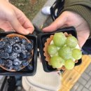 옥토 마켓