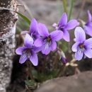 향기꽃방 이미지