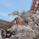 베스트365놀이터 | 서울랜드 맛집 및 봄 주말 주차 상황