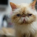 키움동물병원 이미지