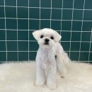 살롱드댕댕 이미지