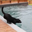 성지애견 이미지