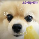 지리산하늘과바람과별과개 이미지