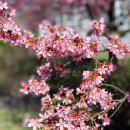 Blossom for you 이미지