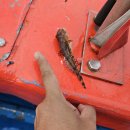 사천해양경찰서 | 강릉 배낚시 체험 &#39;은성호&#39; 후기