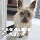 브이아이피서비스 이미지