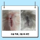 태평역 동물병원 이미지