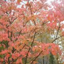 가을노을C 이미지