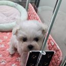 야옹아 멍멍해봐 세종점 이미지