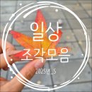 핑크돌핀PC | [일상 조각 모음] 날씨 좋은 리스본에 가을이 오고 있어요.