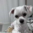 울산다이소구영점 이미지