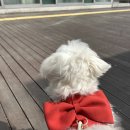 리본펫 | 펫더독 | 포시즌 리본 하네스 후기 겸 해피 덕질