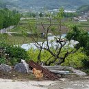 싹트는 날개 이미지